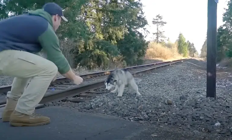 Man Escapes Vehicle to Draw Husky Away from Train Tracks